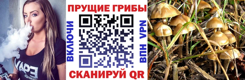 Псилоцибиновые грибы GOLDEN TEACHER  сколько стоит  кракен зеркало  Галич 
